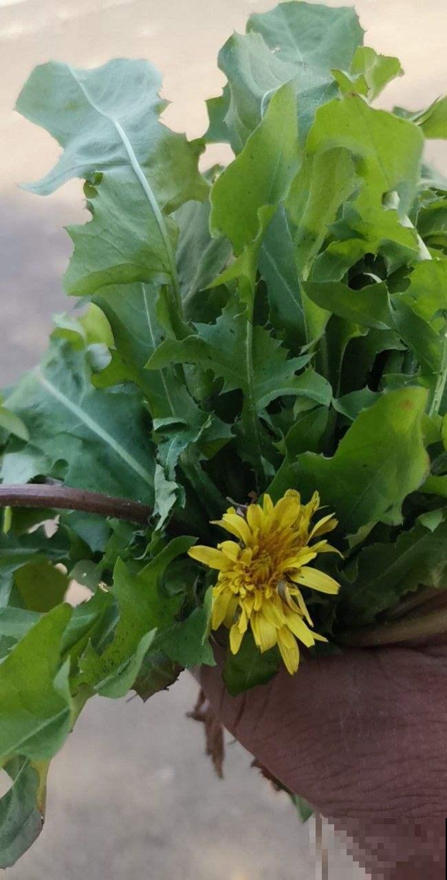 充满家乡味的8种野菜,每次回老家,老妈都端一盆上桌蘸酱 充满家乡味的8种野菜,每次回老家,老妈都端一盆上桌蘸酱