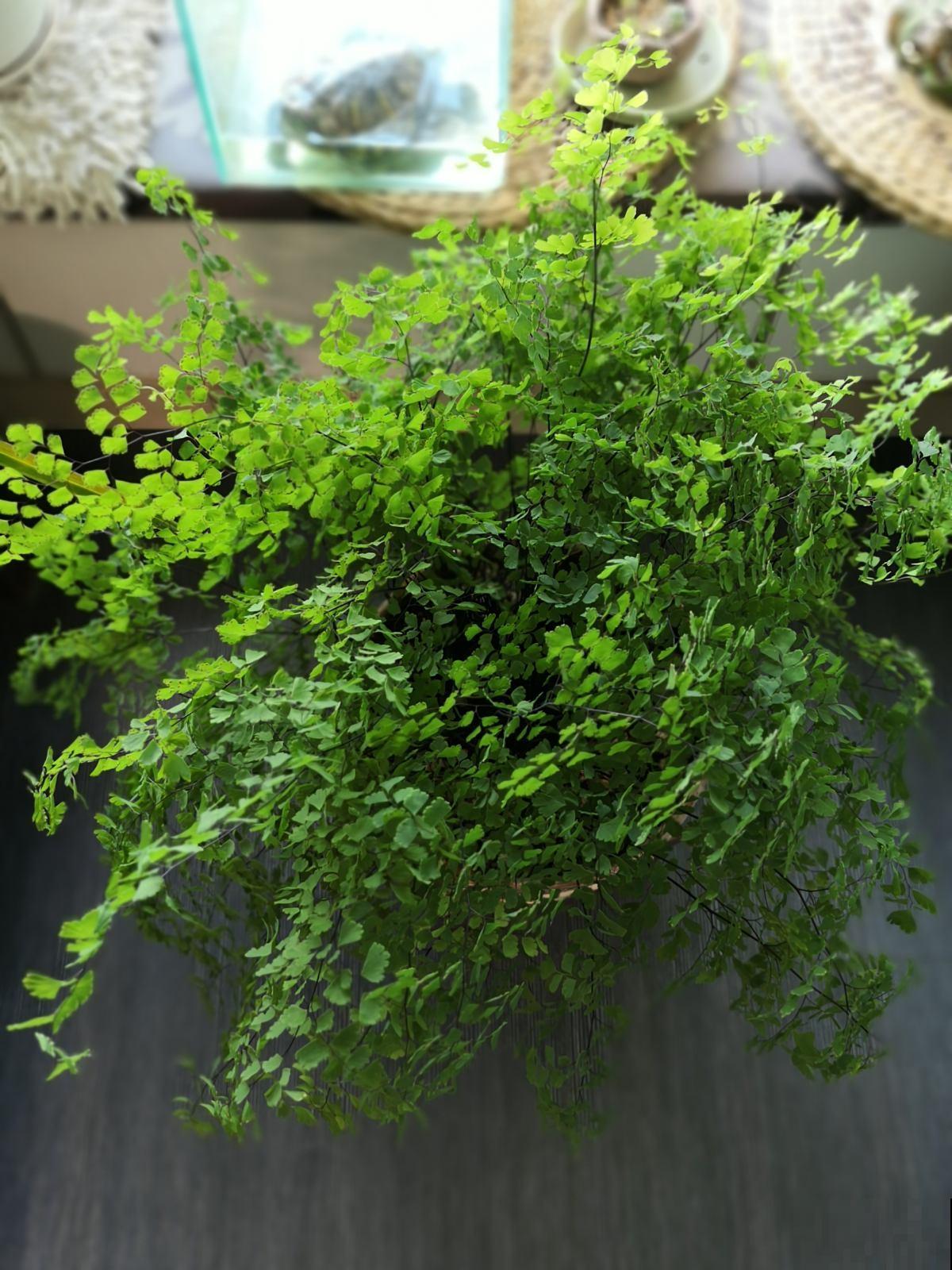 卫生间异味大，养上4种花，净化空气效果好