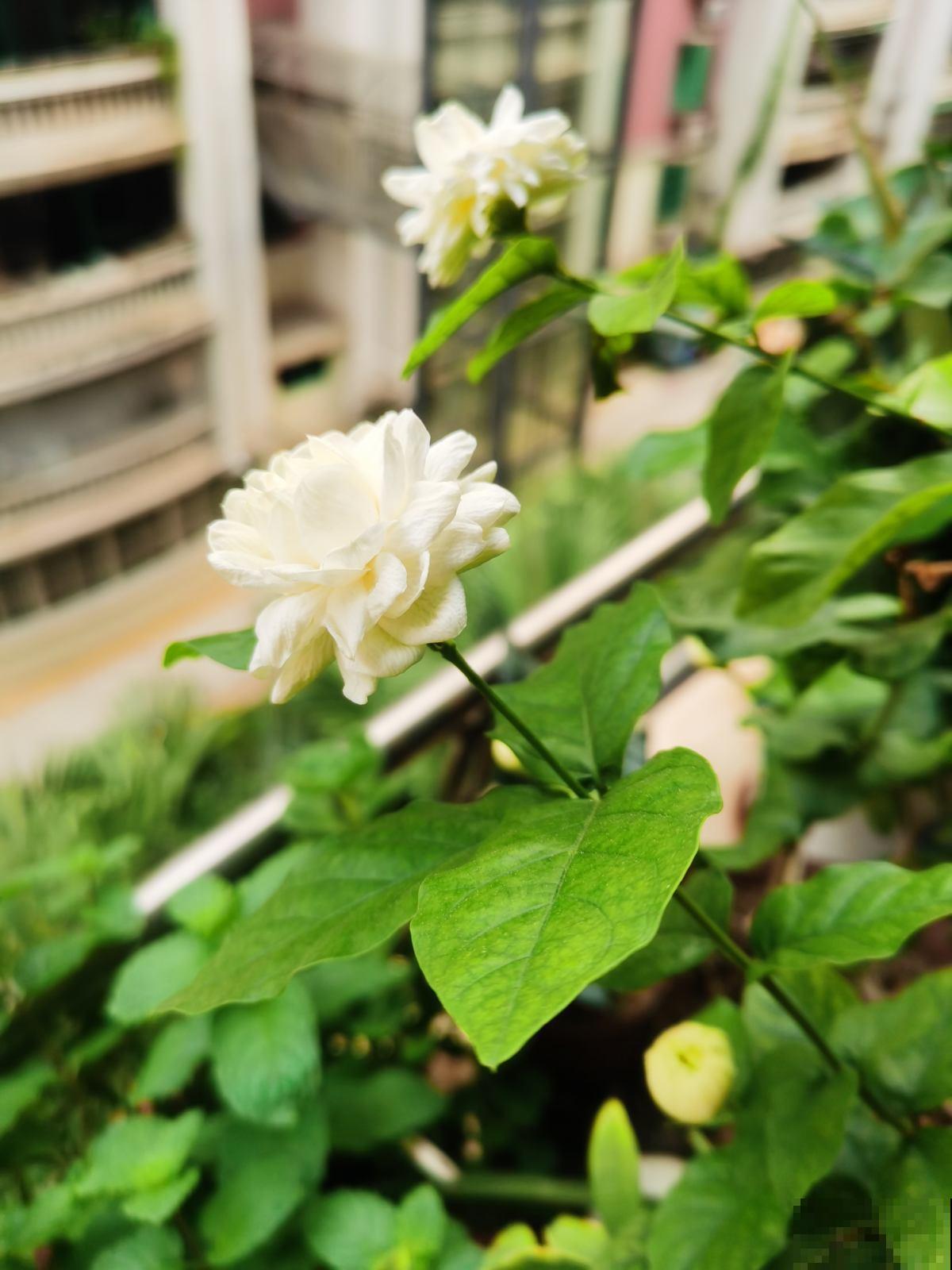五仁月饼算什么？古代四大经典月饼里，鲜花饼才是王道