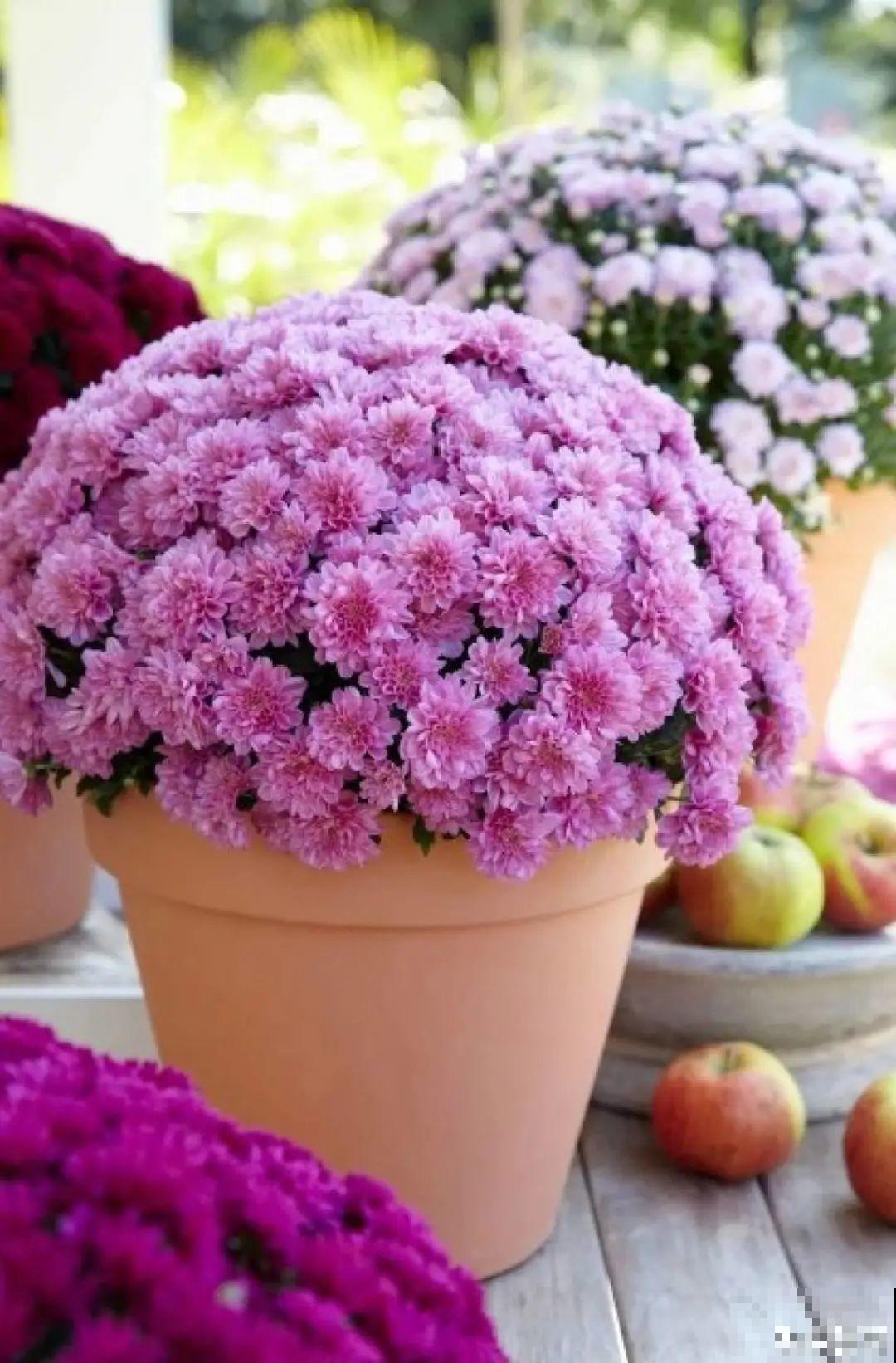 一盆菊花一万二，能开出七个颜色，真是少见