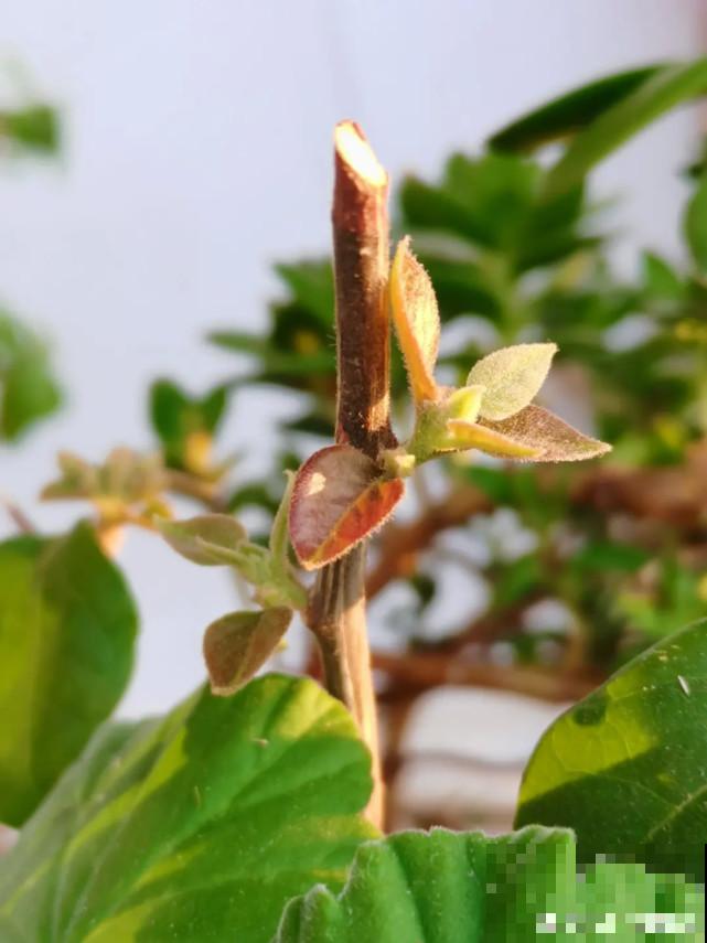 秋天给花补点“猛肥”,嫩芽一茬接一茬,花苞呼呼冒 秋天给花补点“猛肥”,嫩芽一茬接一茬,花苞呼呼冒