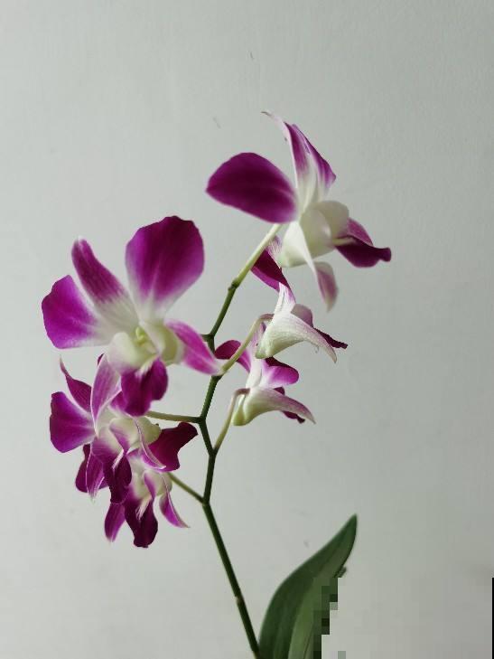 年底养盆石斛兰,养人养身心,堪称“家庭小药箱” 年底养盆石斛兰,养人养身心,堪称“家庭小药箱”