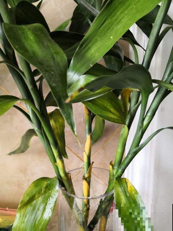 家中养花，就选这4种富贵花，能给家里“添财气”