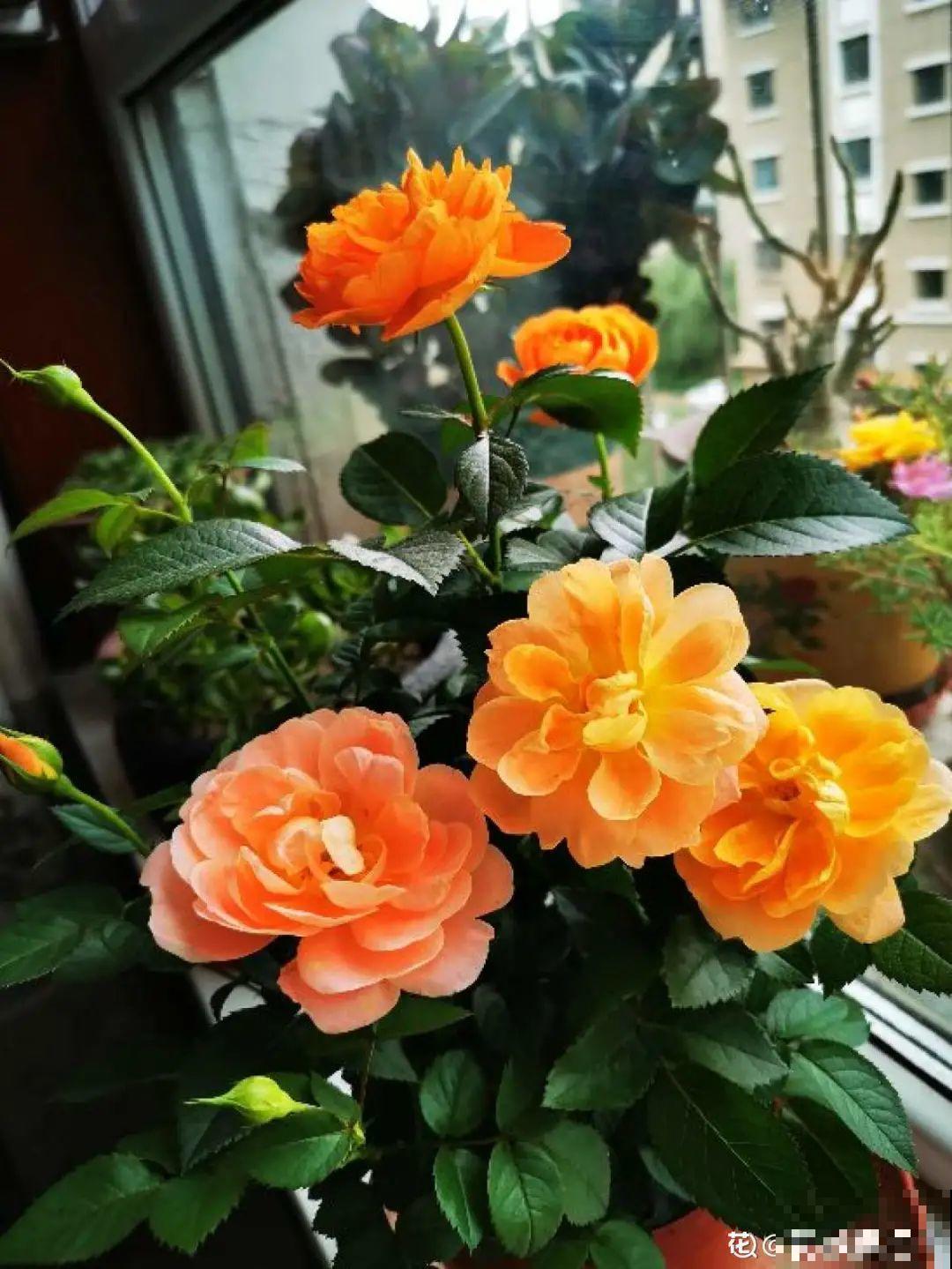 现在给花上秋肥，杆子粗、叶子密，不然冬天都冻死