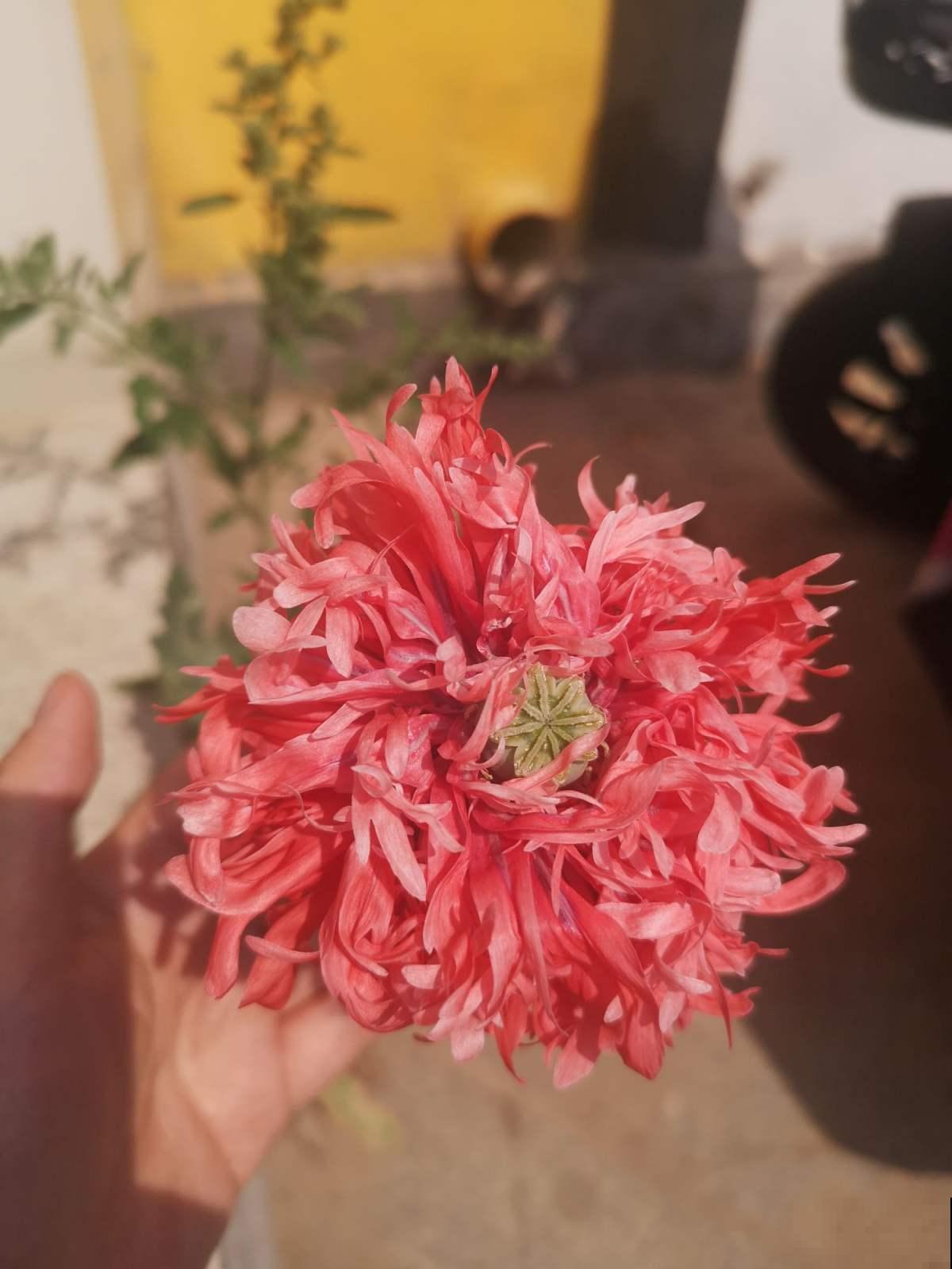 1种花是“毒美人”，千万不能养，1棵就能招来麻烦