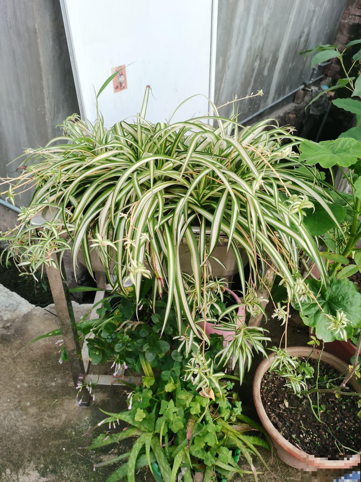 15种“阴性”花，家里没光适合养，光太强反而长不好