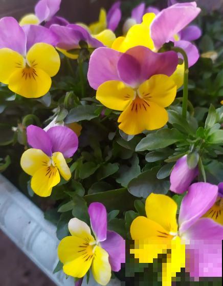 养花离不开施肥，5种常见肥，用对了效果翻倍