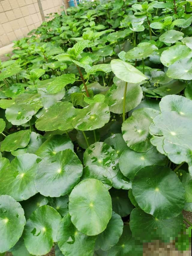 养花要注意“生物入侵”,只要发现一棵就得毁掉,不然惹来大麻烦 养花要注意“生物入侵”,只要发现一棵就得毁掉,不然惹来大麻烦