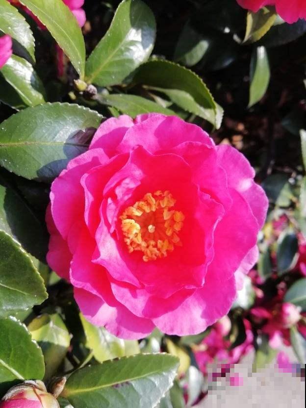 秋天常见的60种花，最全花卉图谱，收藏起来慢慢看