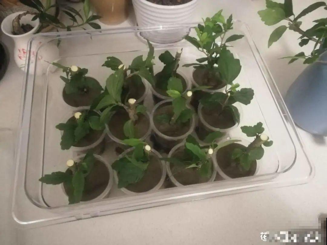 现在扦插8种花，生根快长得旺，冬春季节就开花