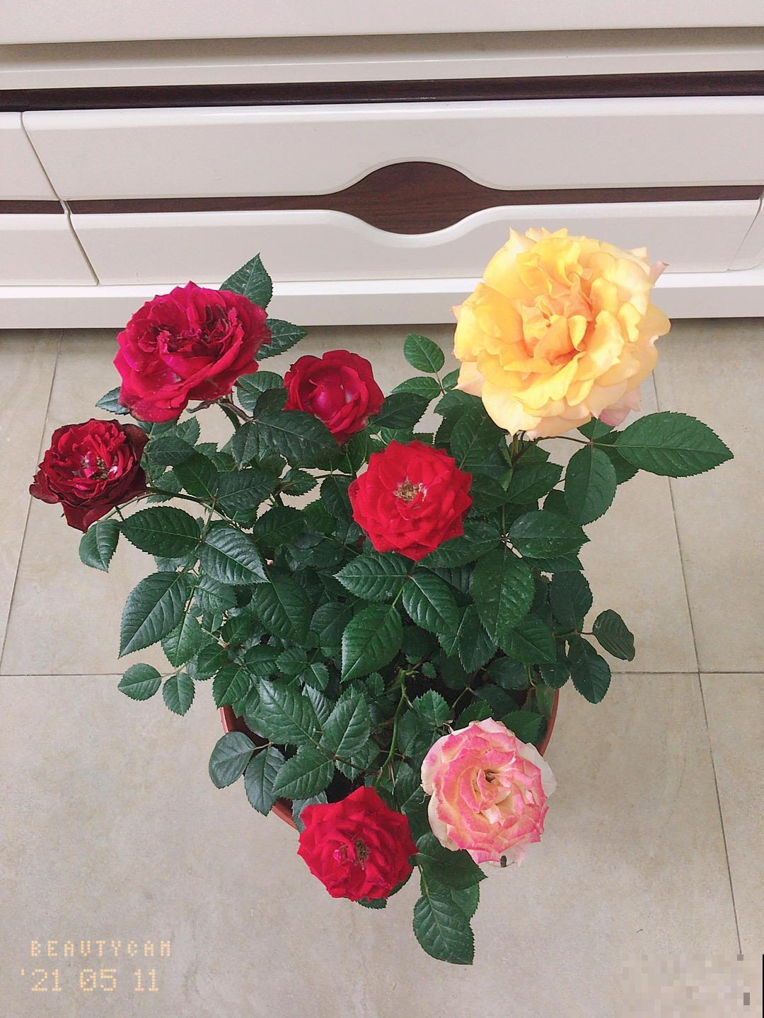 四季开花的植物，阳台养一盆就变“小花园”，花期“超长待机”