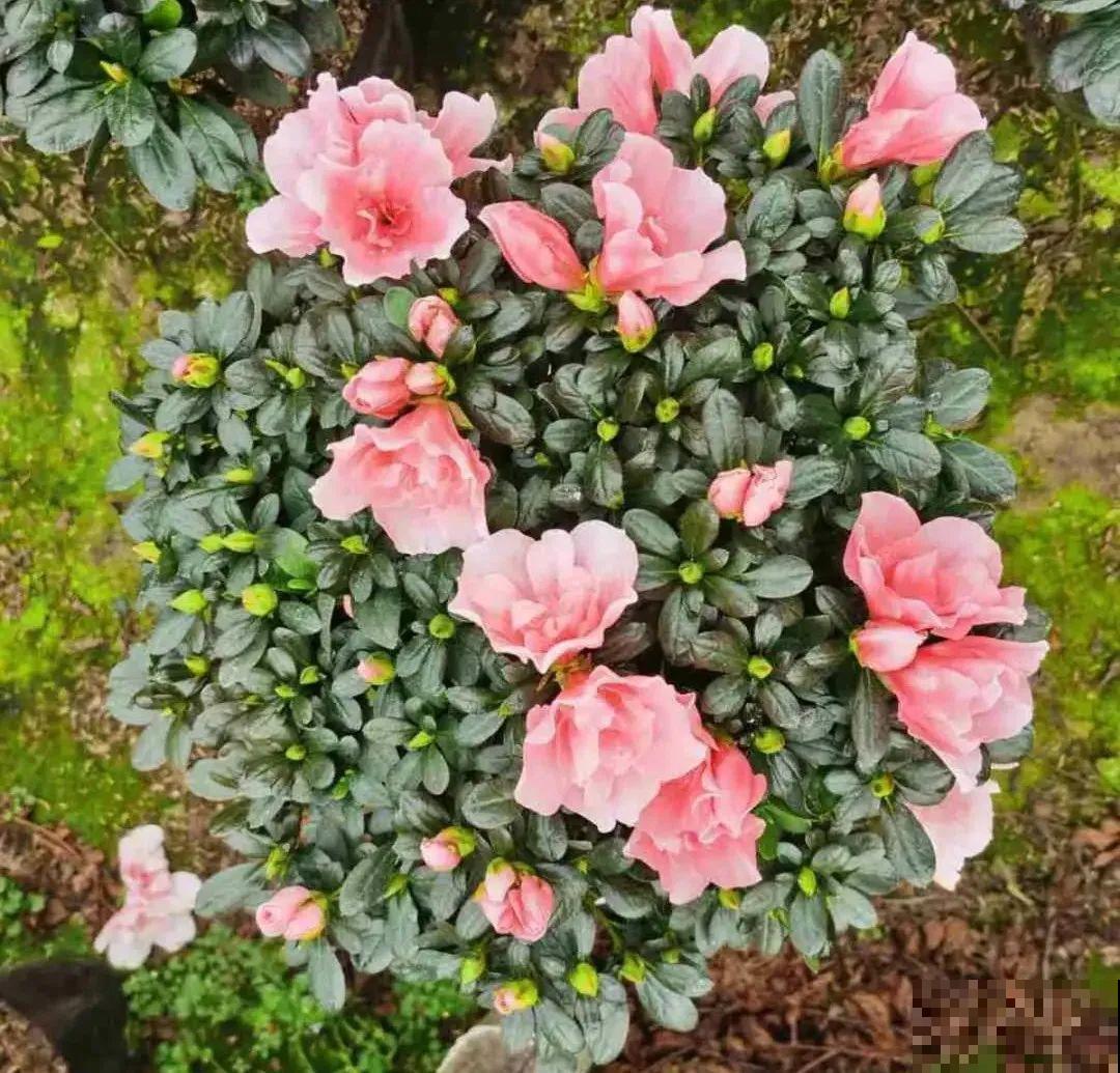 10种旺运花，一个月内要涨价，现在赶紧买