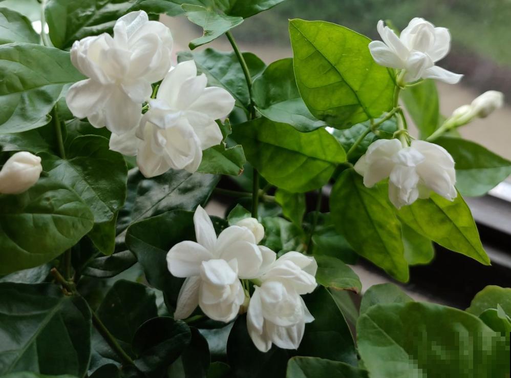 4种养人花,养在家里对身体好,很适合中老年人 4种养人花,养在家里对身体好,很适合中老年人