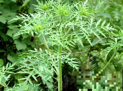 这7种入侵植物很常见，见到它不要留情，留着是祸害