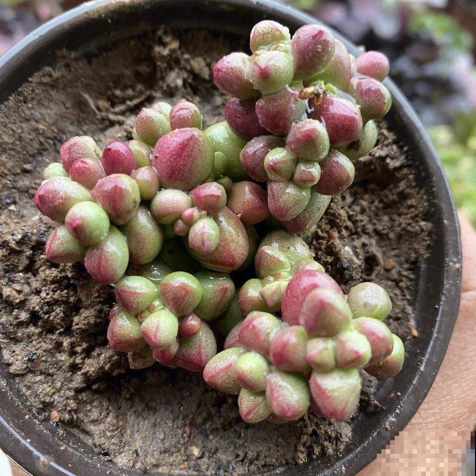 去她家里才知道，什么是多肉大户，有2盆原来这么爱爆盆