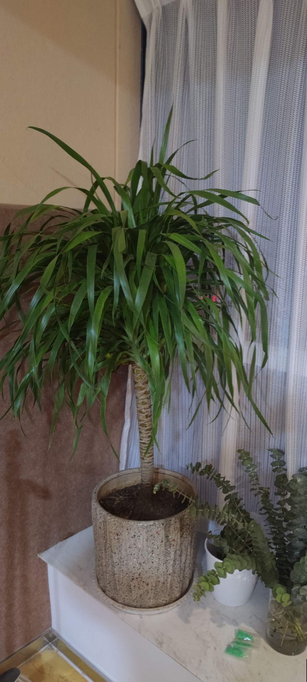 能活上百年的3种植物，长寿又吉利，能成传家宝