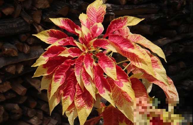 秋天常见的60种花，最全花卉图谱，收藏起来慢慢看