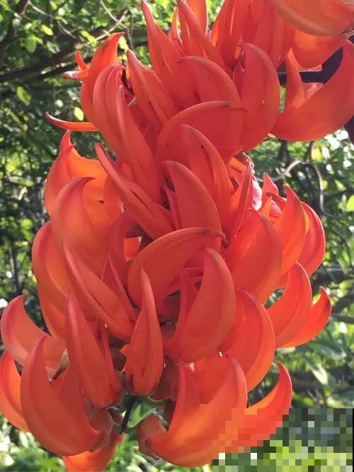 “吉祥花”红玉藤,开花红红火火,还有旺财旺运好兆头 “吉祥花”红玉藤,开花红红火火,还有旺财旺运好兆头