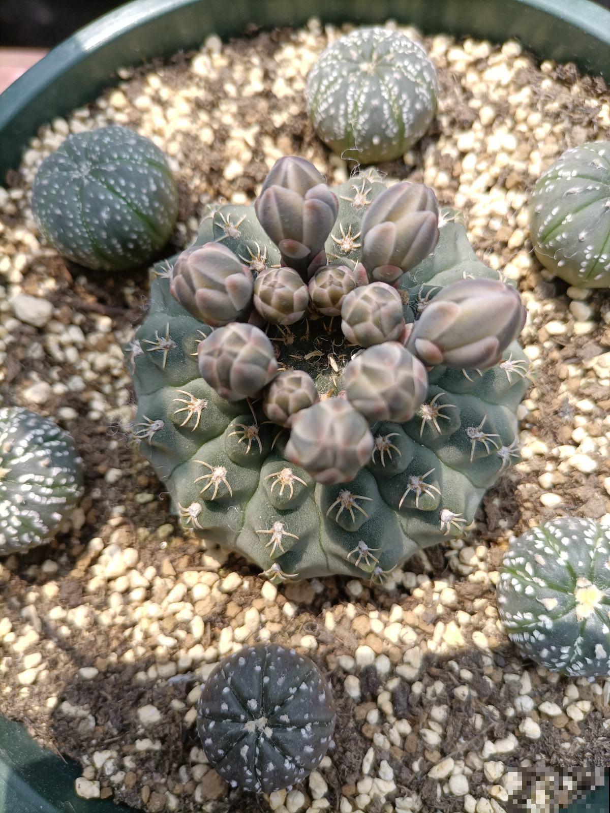 养花时忌讳的4件事，经常做相当于“杀死花卉”，最后只剩个空盆