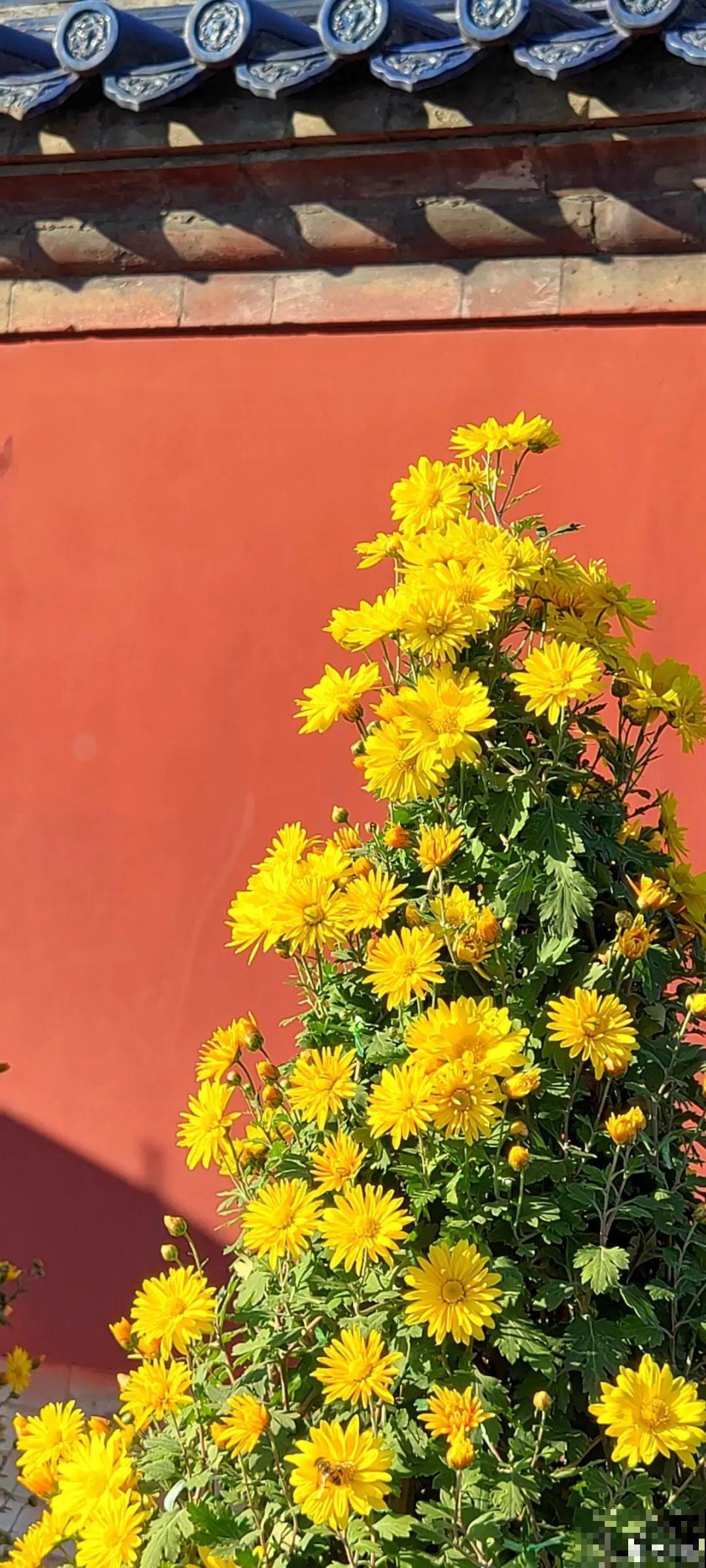 一盆菊花一万二，能开出七个颜色，真是少见