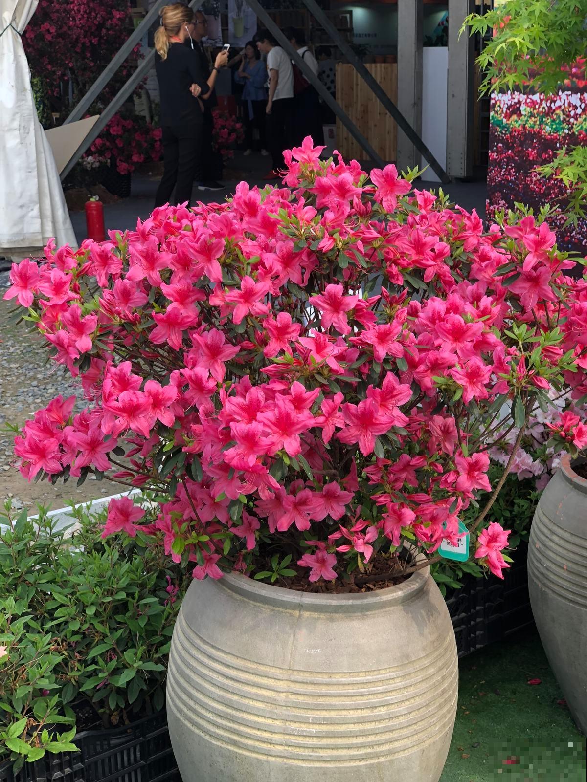 记住杜鹃花的“三喜三忌”，学会了，新手也能养爆盆