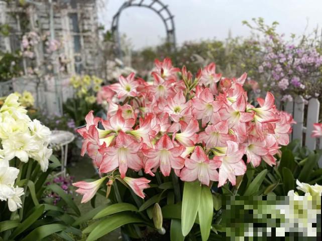 秋天给花补点“猛肥”,嫩芽一茬接一茬,花苞呼呼冒 秋天给花补点“猛肥”,嫩芽一茬接一茬,花苞呼呼冒