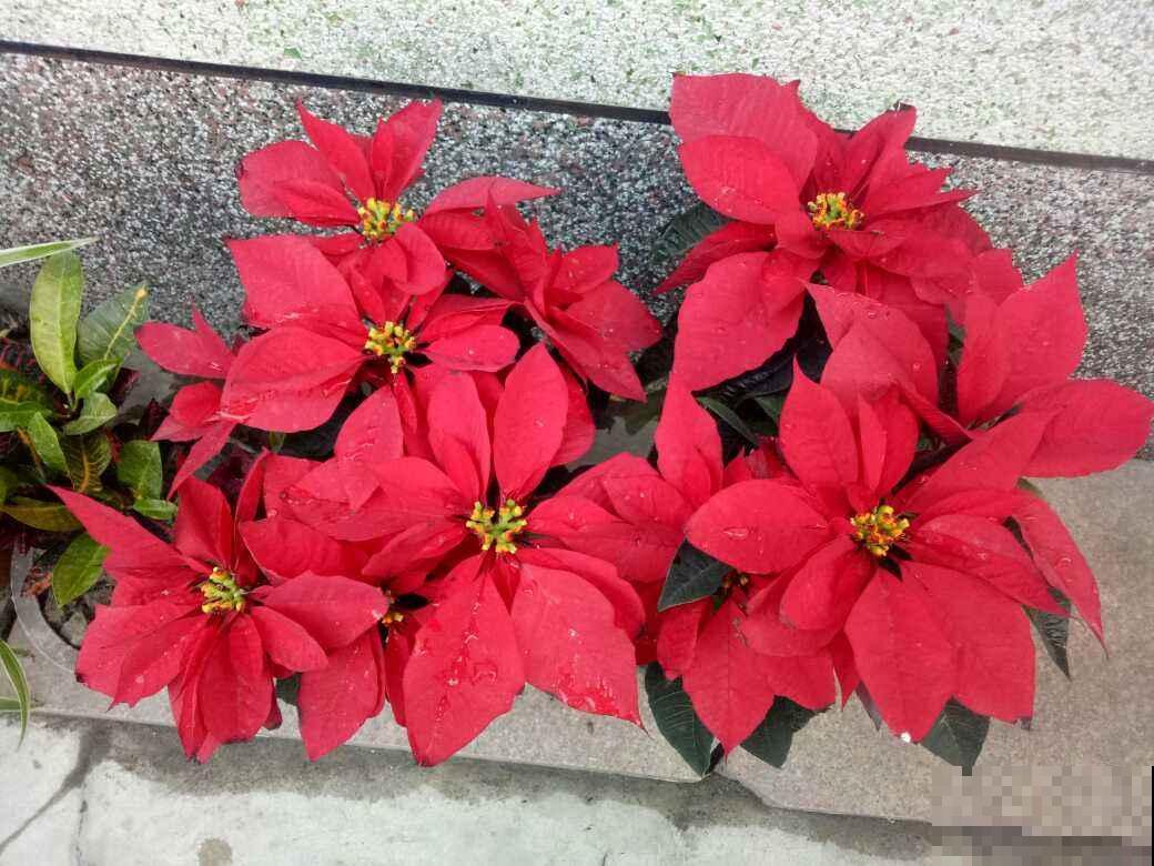 9种花，光照时间越短越容易爆盆，晒太久反而不开花