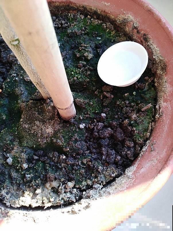 换盆后的旧土别扔，掺上4种东西，土肥的“流油”