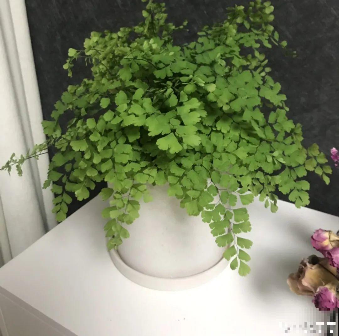 10种“怕晒花”，越晒死越快，半阴地儿反倒长得旺