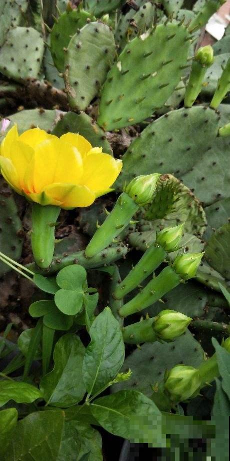 农村6米高的仙人掌，长成“仙人树”，果实咬一口甜美爆浆