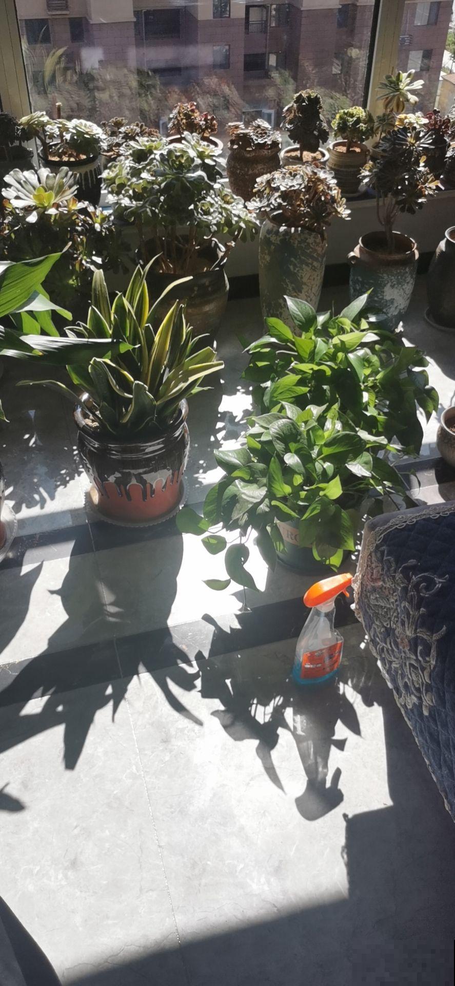 家里摆放绿萝,千万别放这2个地方,一放就黄叶赶快拿走 家里摆放绿萝,千万别放这2个地方,一放就黄叶赶快拿走