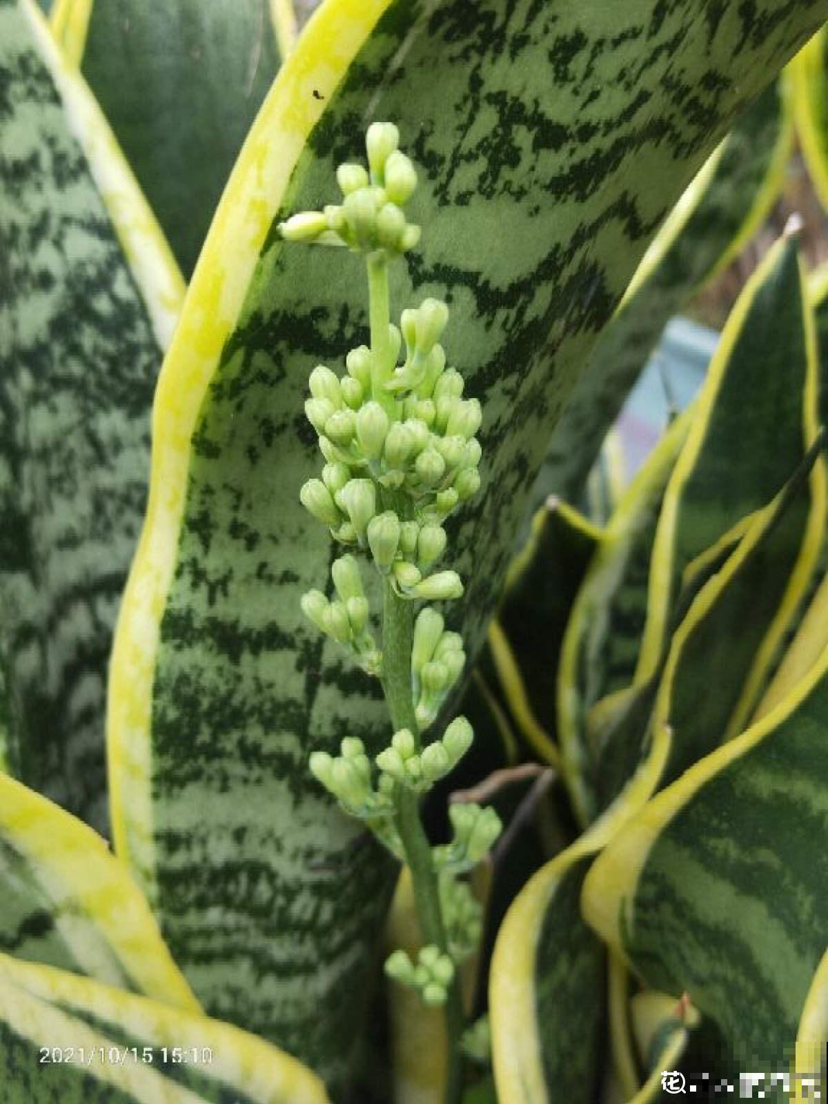 3种植物不轻易开花,一旦开花有“好兆头”,你见过几种? 3种植物不轻易开花,一旦开花有“好兆头”,你见过几种?