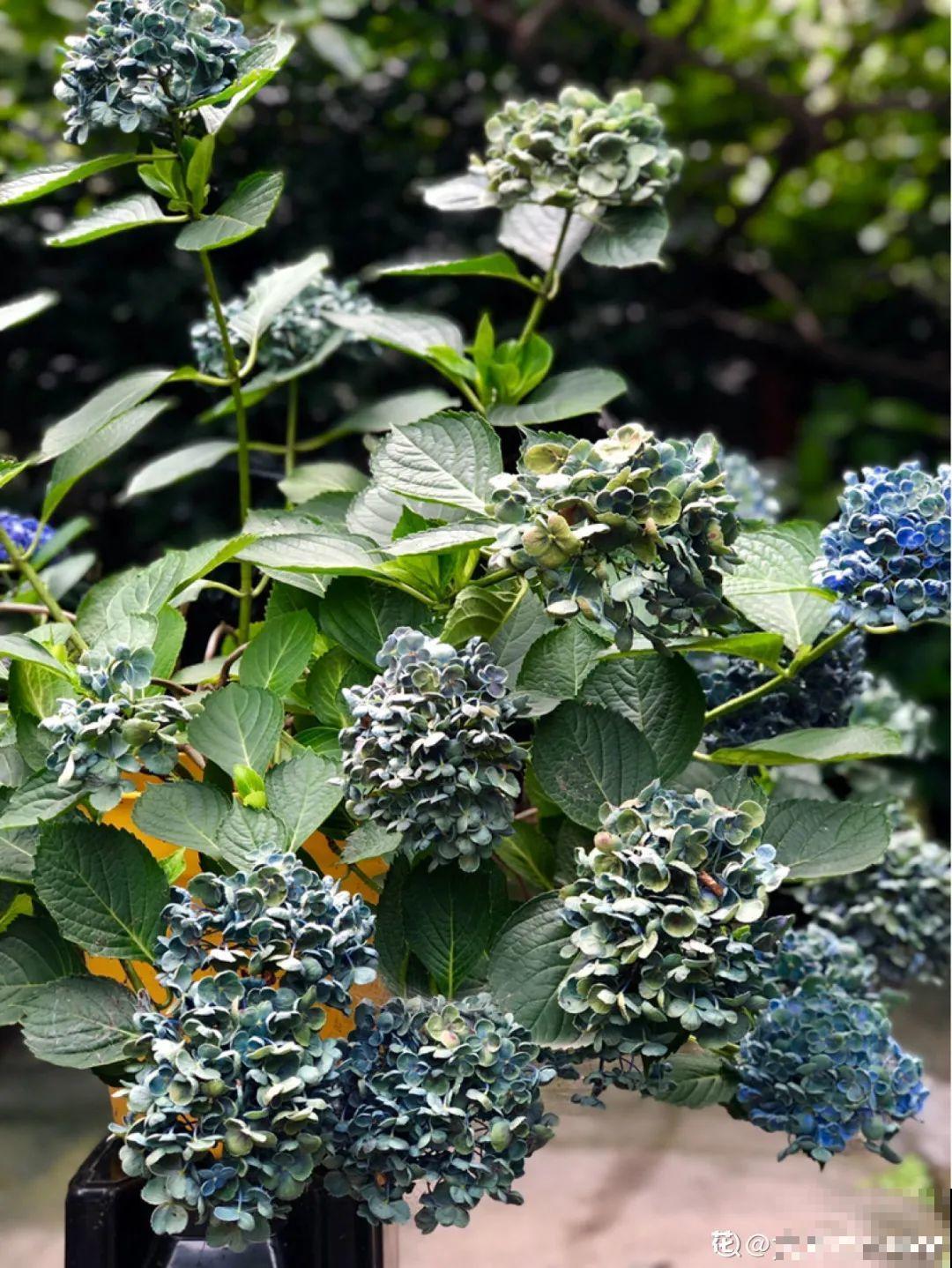 现在给花上秋肥，杆子粗、叶子密，不然冬天都冻死