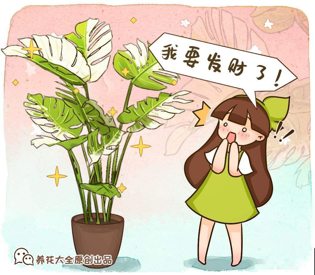这5种植物叶子，美的像艺术品，最后一个价格比包还贵