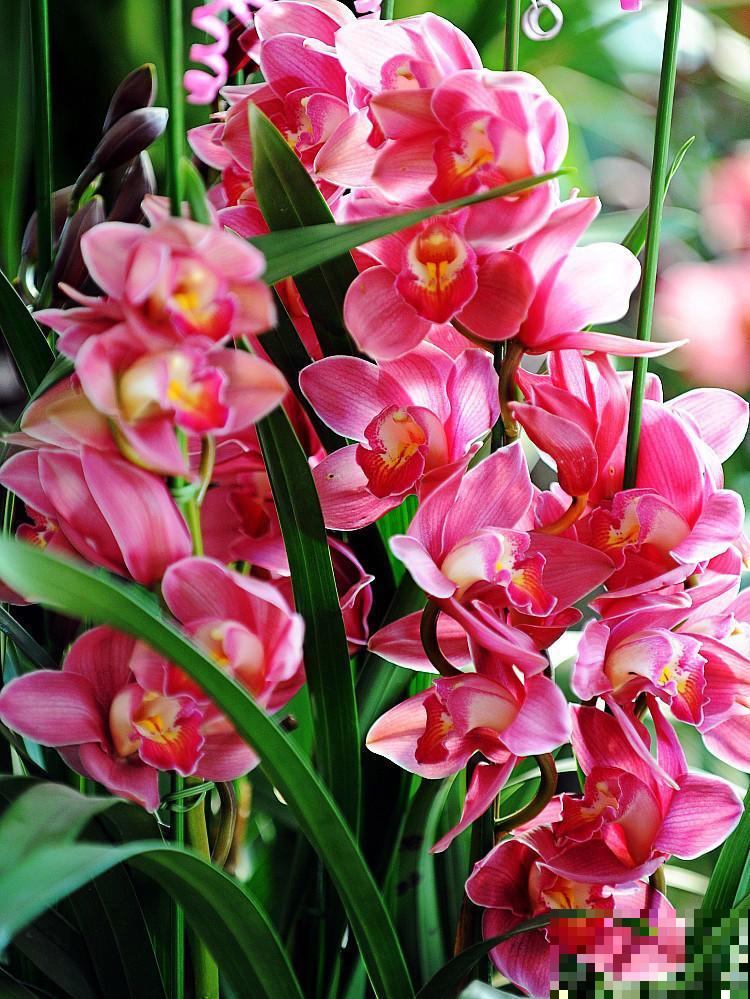 不怕冷的花，零下15度也能长得旺，冬天养正合适