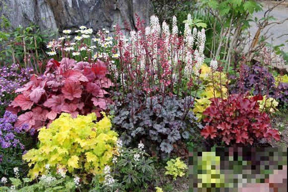 5种花满身花纹，耐阴性强，没光也能养