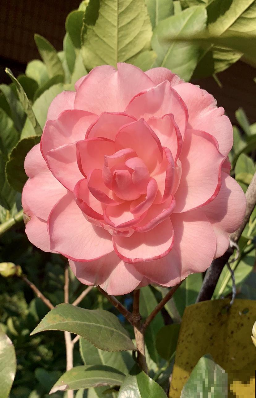 3种花，一般人不养，养起来就“上瘾”