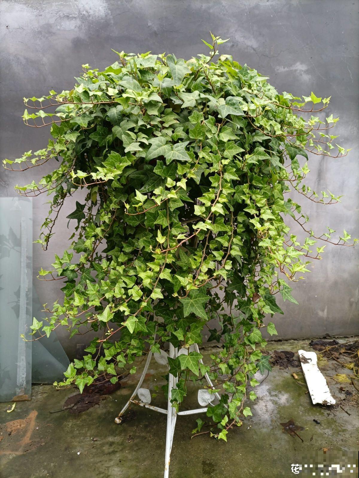 4种花是“天然净化器”,秋冬季节养一盆,净化空气效果好 4种花是“天然净化器”,秋冬季节养一盆,净化空气效果好