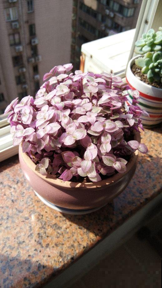 1种多肉名叫“胭脂云”,满盆叶子粉粉嫩嫩,爆盆很容易 1种多肉名叫“胭脂云”,满盆叶子粉粉嫩嫩,爆盆很容易