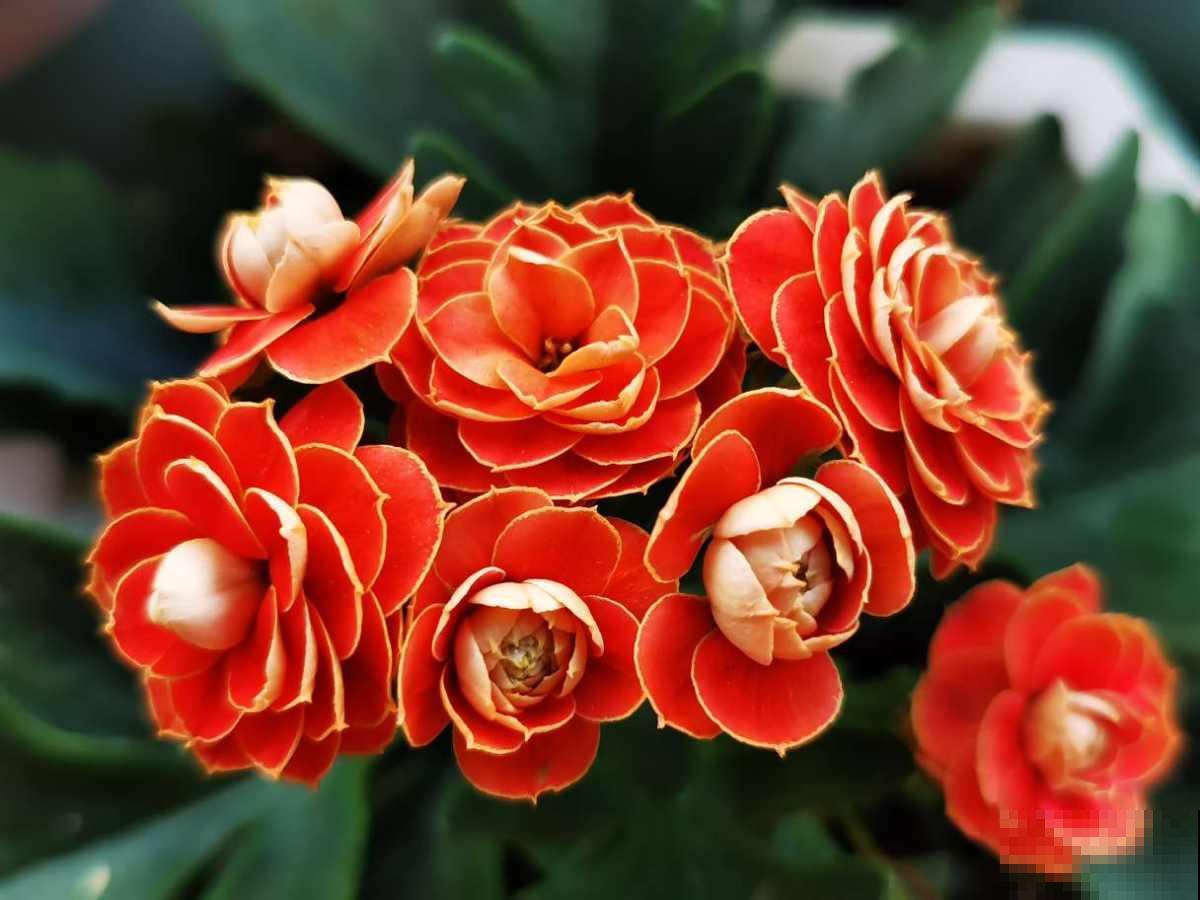 家里养5种“旺宅花”,开花就有好兆头,大气漂亮贵气满满 家里养5种“旺宅花”,开花就有好兆头,大气漂亮贵气满满