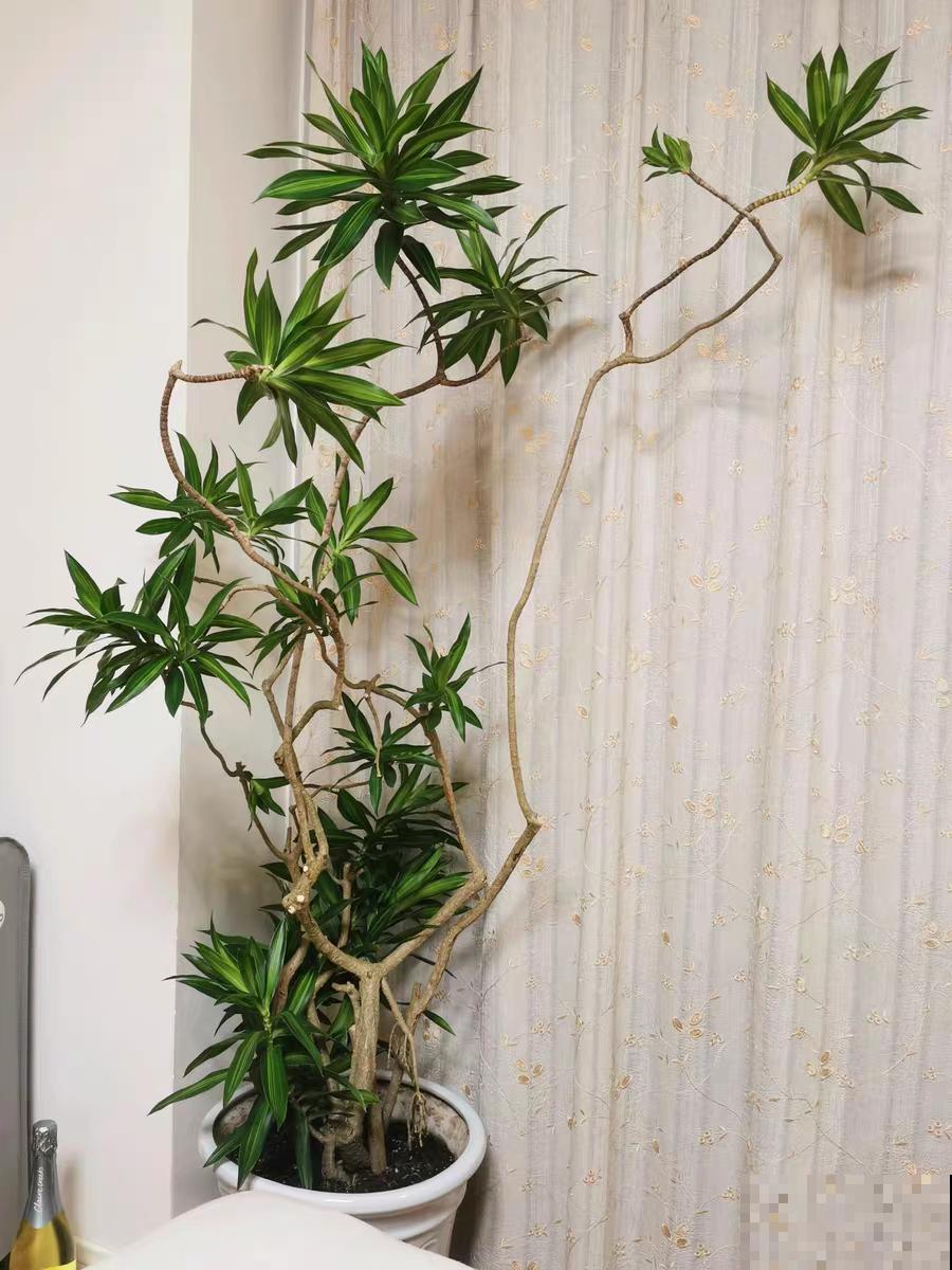 1种花俗称“摇钱树”，满盆长满小元宝，大吉大利，好看吉祥！