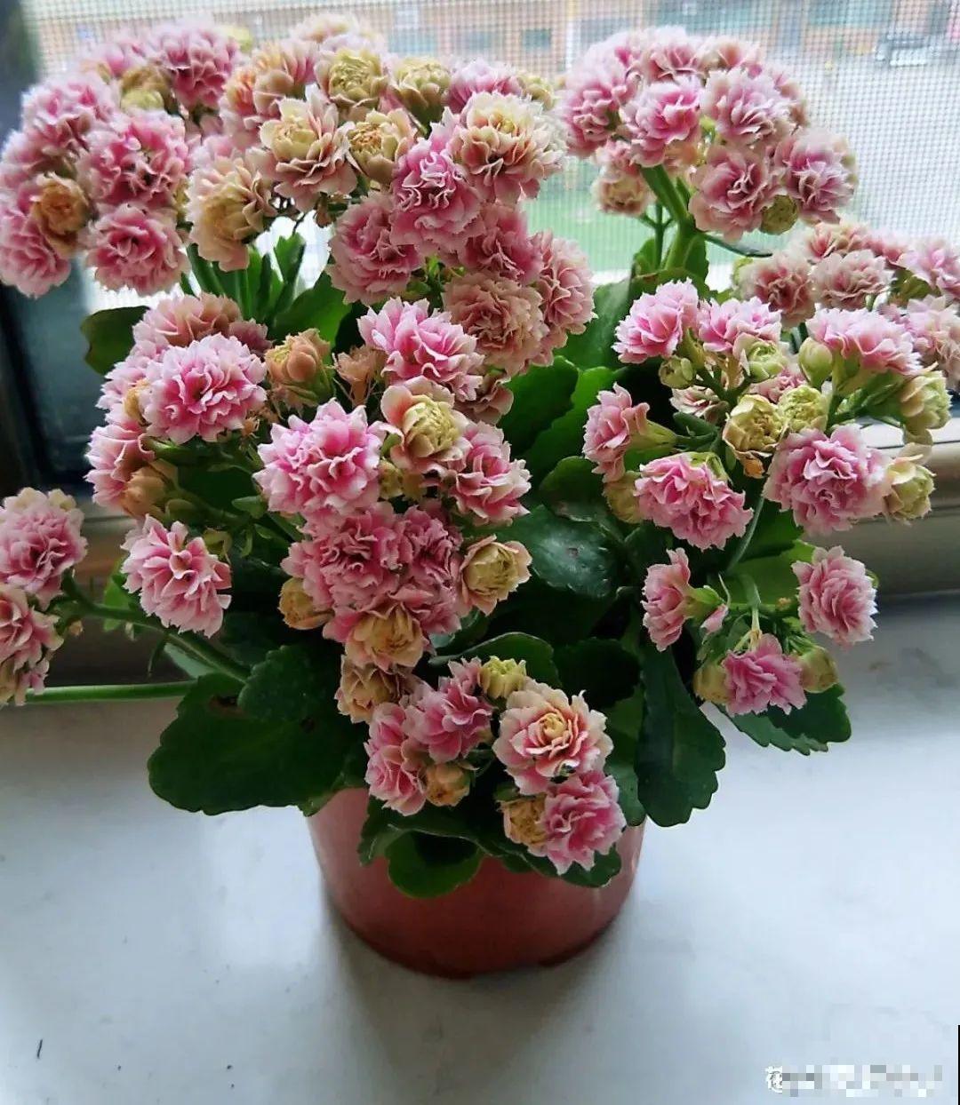 10种花得穷养，盆越小、水越少，越长得旺