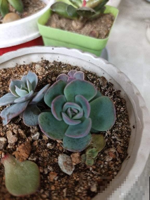 坐标哈尔滨，室外-18℃室内27℃，热得植物通通遭殃