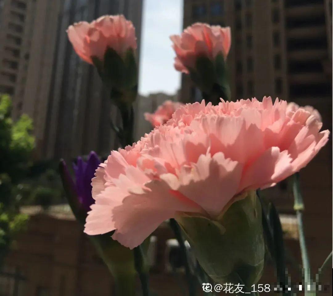 5种花,要是秋天不扦插,错过还得等1年! 5种花,要是秋天不扦插,错过还得等1年!