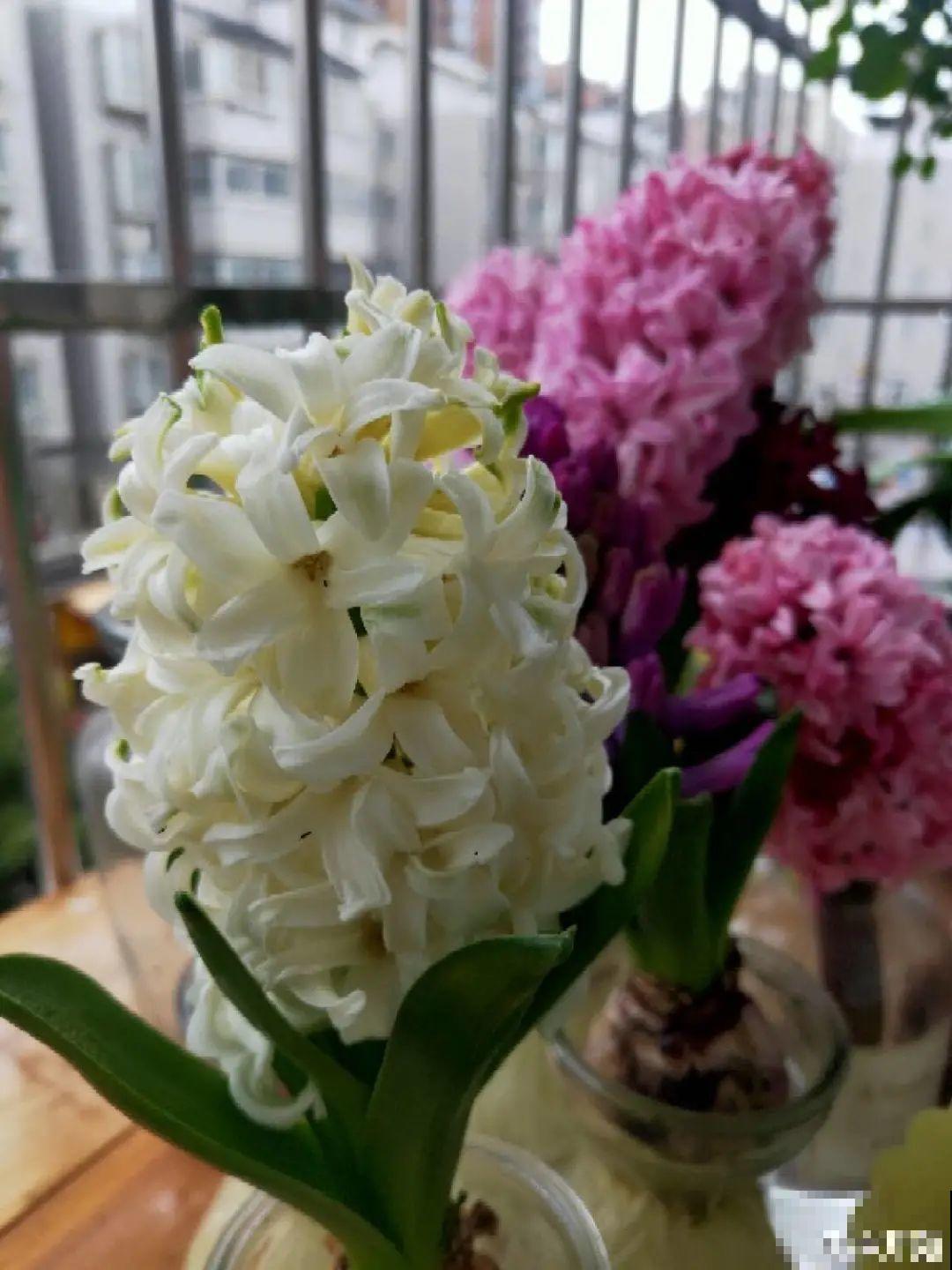 买茶花也要注意“坑”，注意5要点，叶子挺立有精神