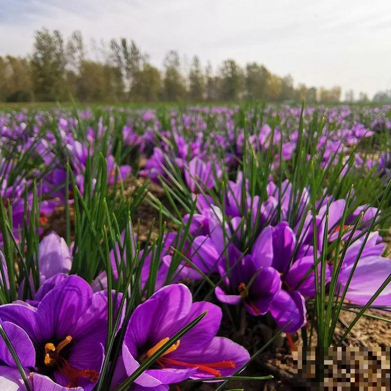 5种花长太快，容易泛滥成灾，千万别随便丢弃