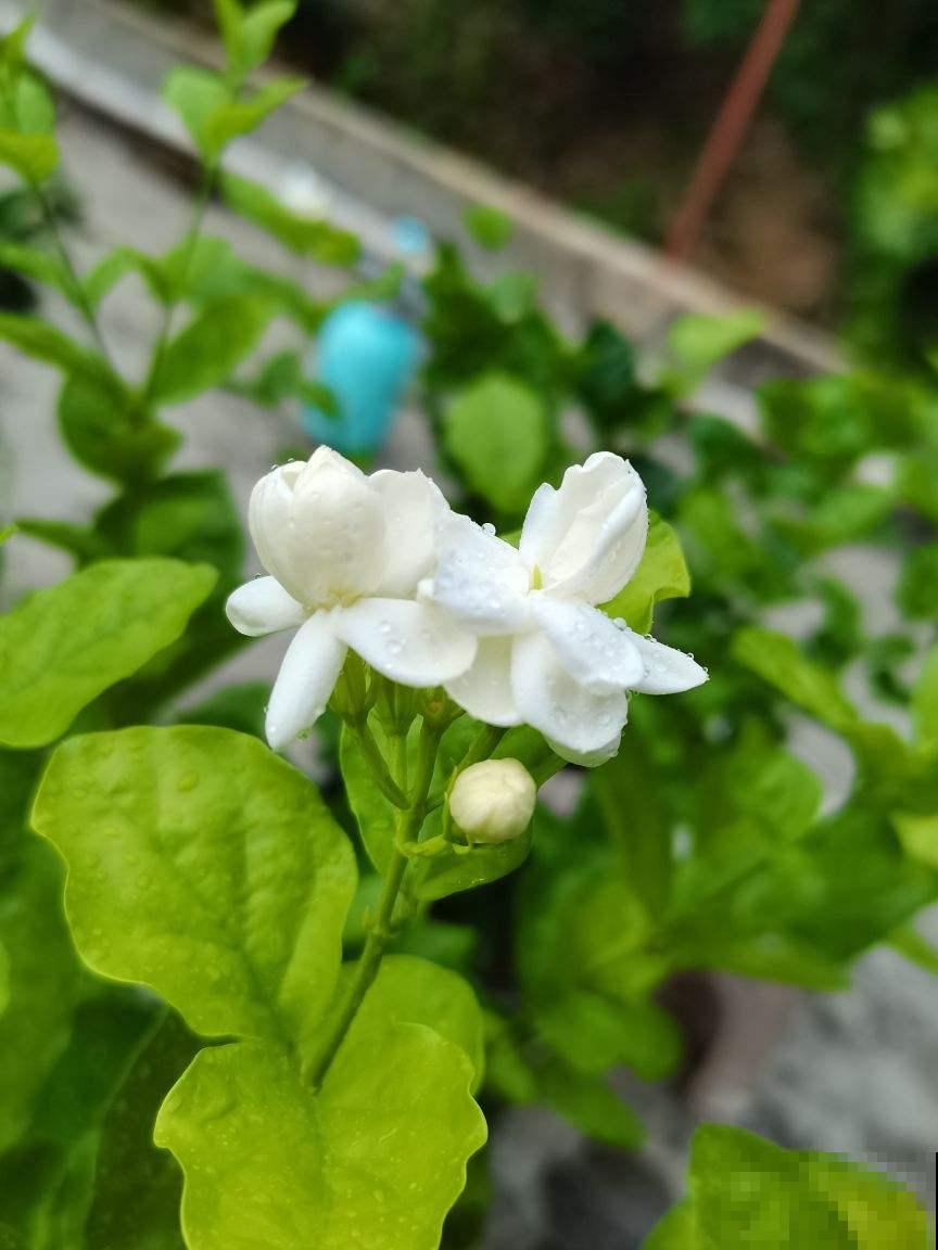 人老了，爱上了养中草药，7种花年纪越大越喜欢