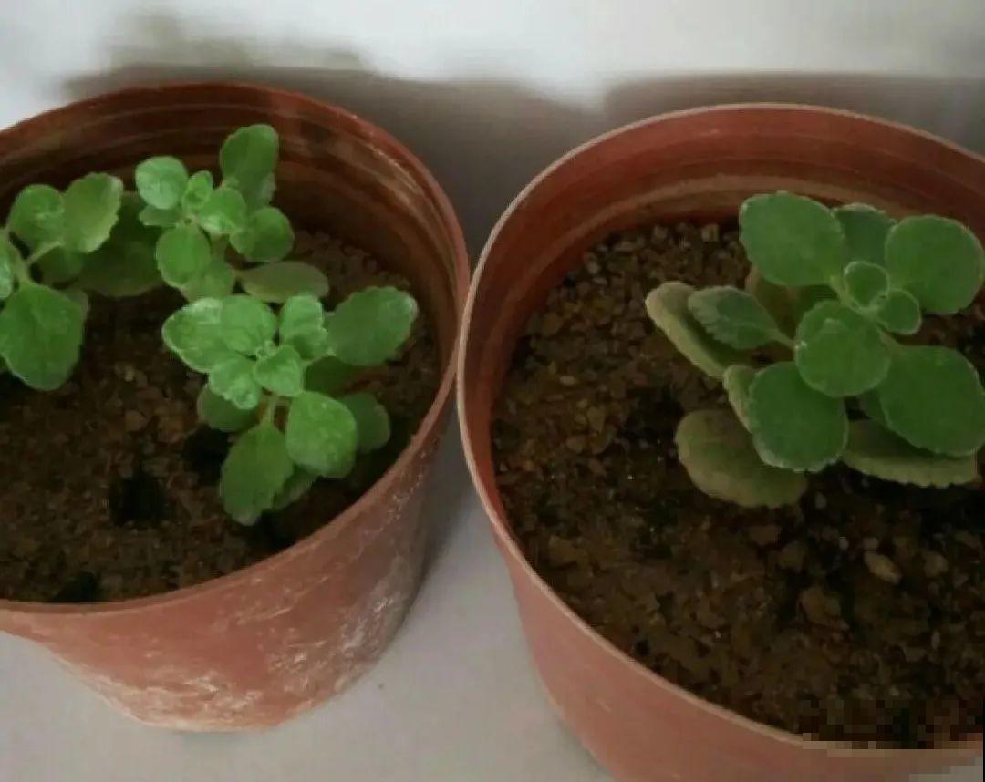 秋天在家养盆“香香花”，满屋子香味，还特耐寒