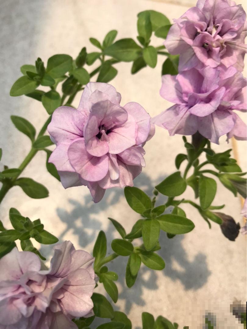 适合孩子养的7种花，好看又好养，感受奇妙生命
