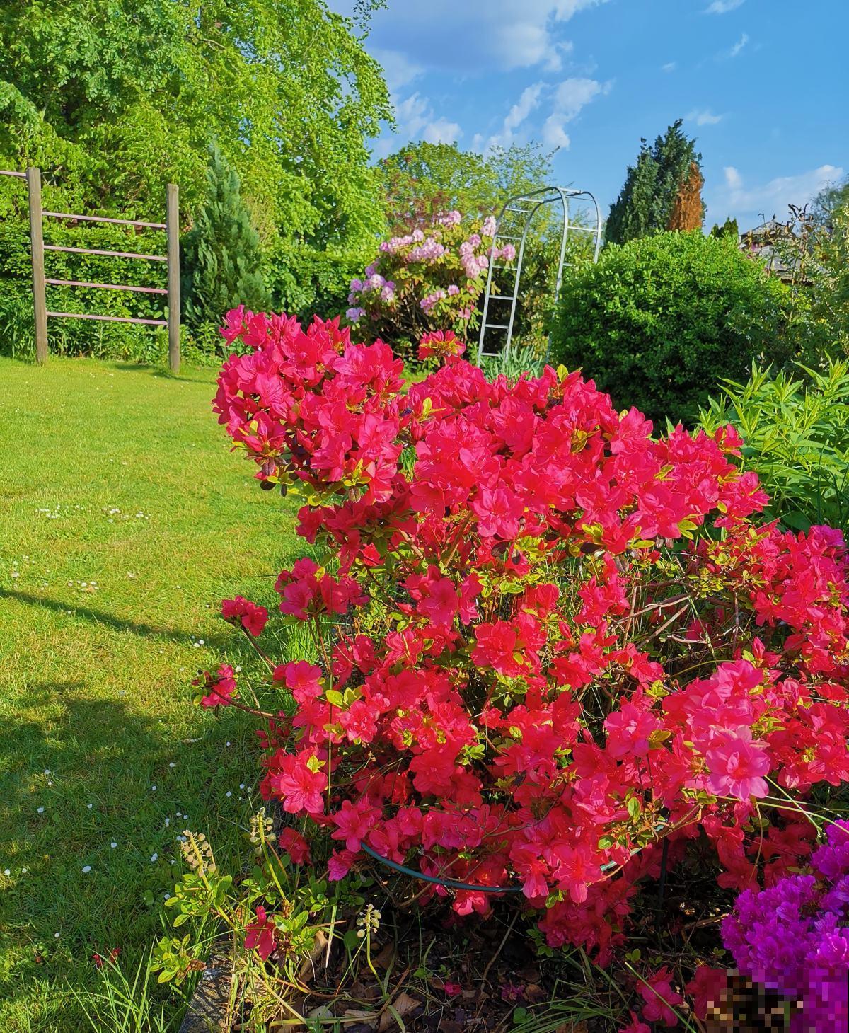 杜鹃花身上有“小机关”,有净化空气的效果,养人养身心 杜鹃花身上有“小机关”,有净化空气的效果,养人养身心